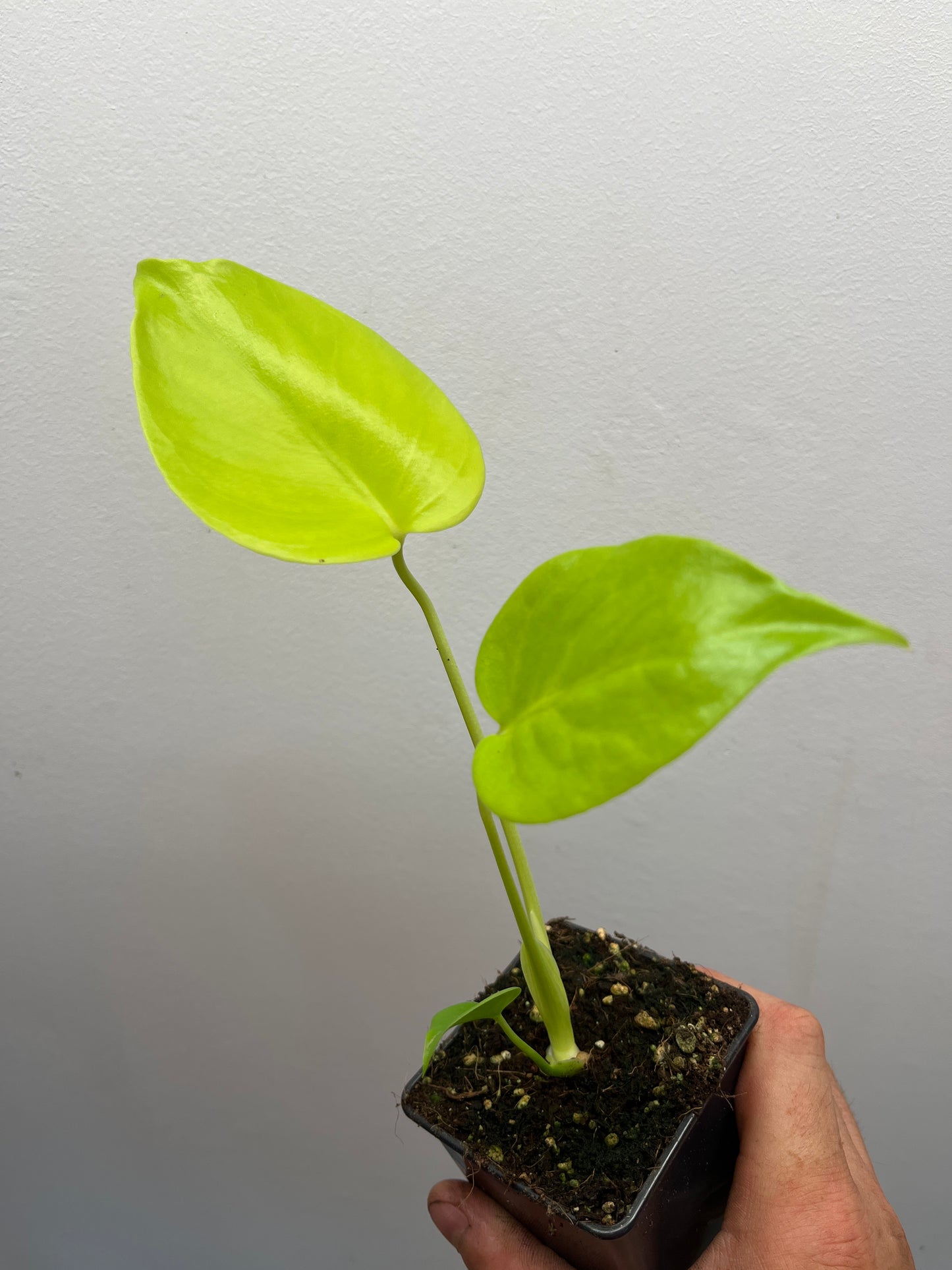 Monstera Deliciosa Lemon Lime Full Cheese Variegated #2
