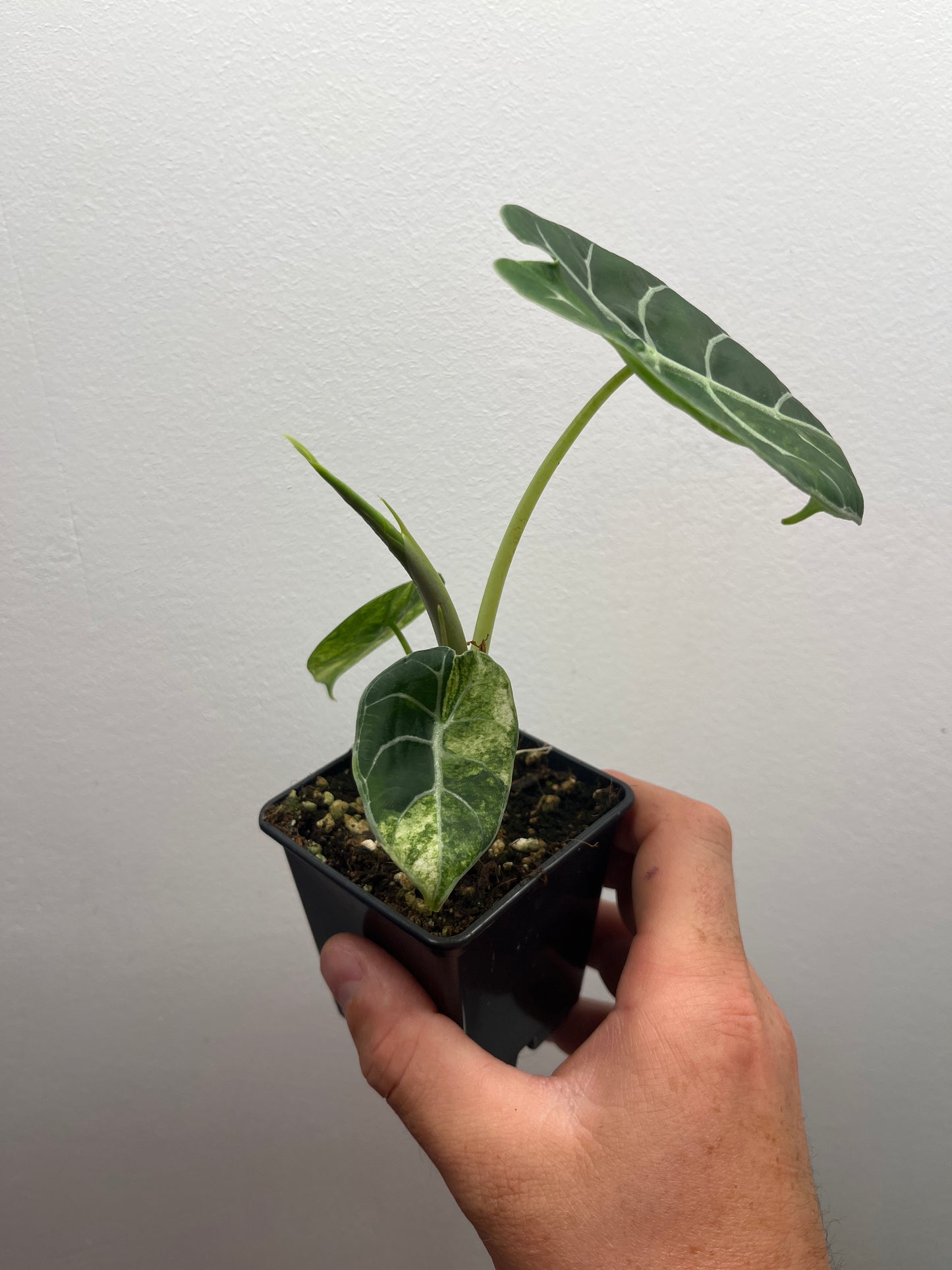 Alocasia Watsoniana albo / pink variegated #4