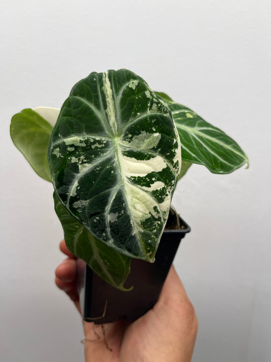 Alocasia Ninja Albo variegated #1