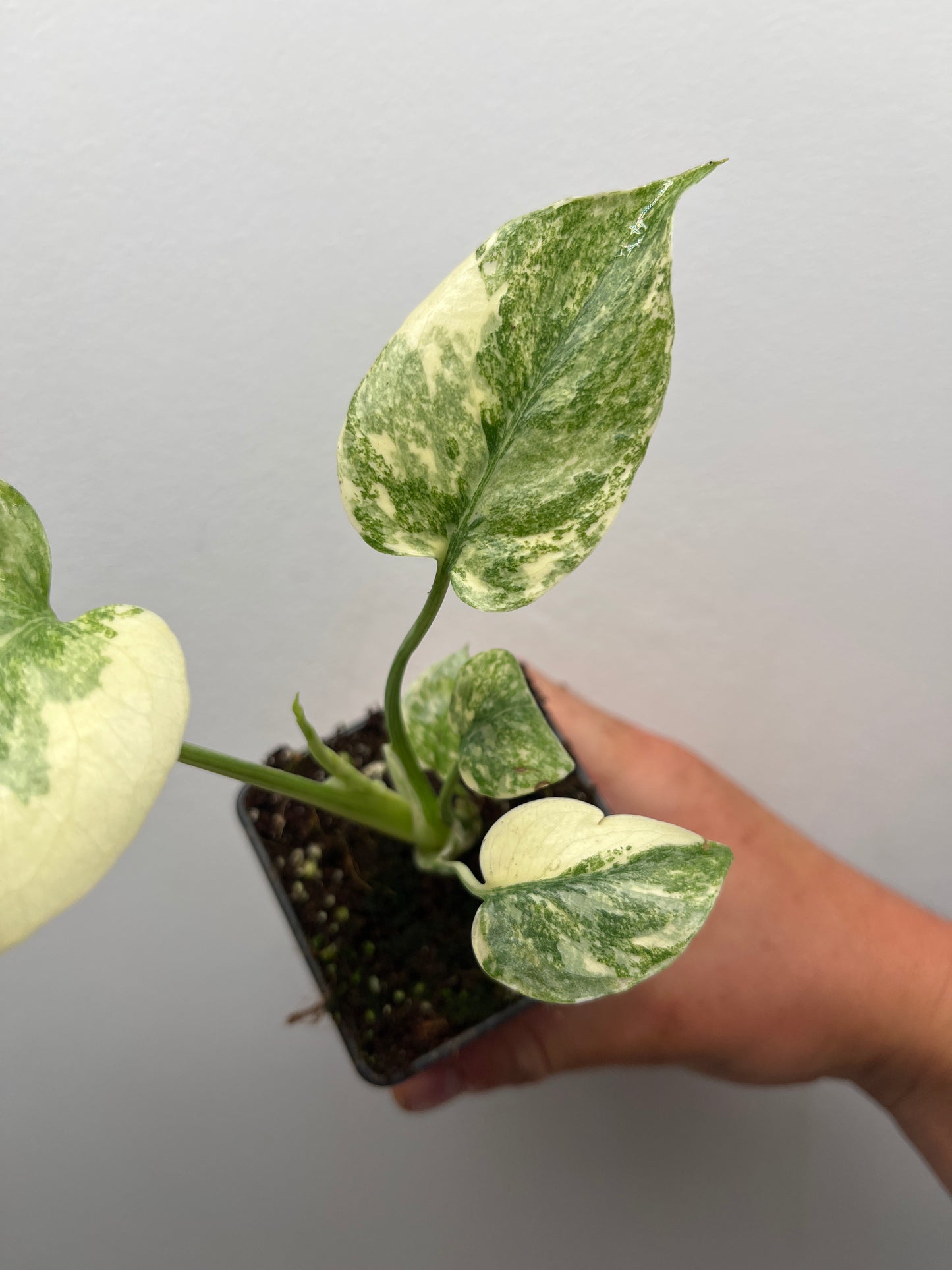 Monstera Deliciosa Green snow #1