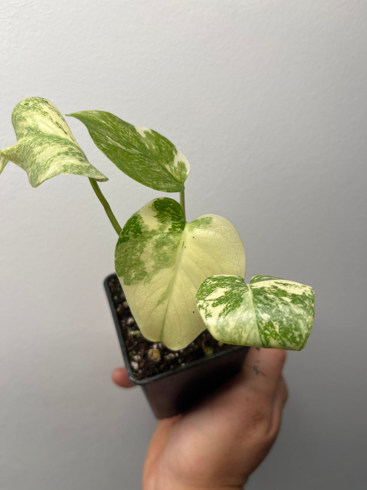 Monstera Thai Constellation Crème Brûlée - Rare Monstera