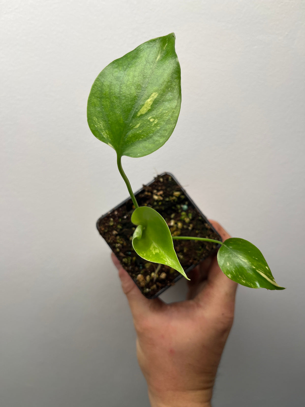 Monstera Deliciosa Lemon Pom Pom - Rare Variegated Monstera