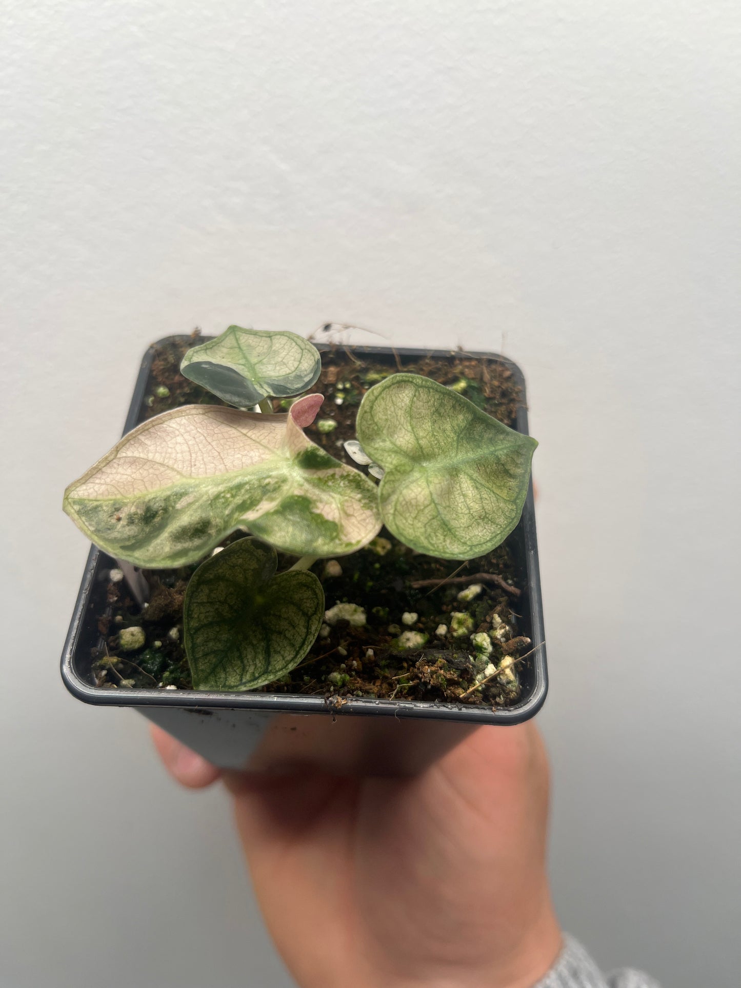 Alocasia Balloon heart pink variegated #1