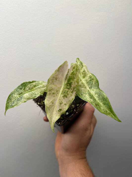 Alocasia Black Satun Stardust Variegated - Rare Aroid