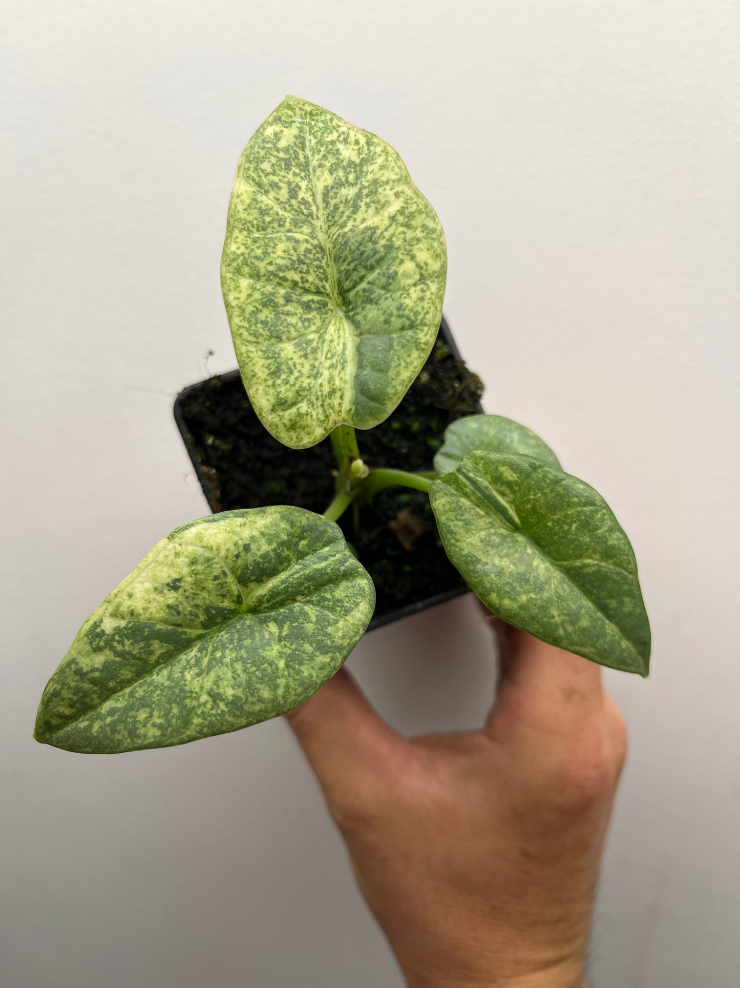 Alocasia Reginae Albo/Mint variegated #1