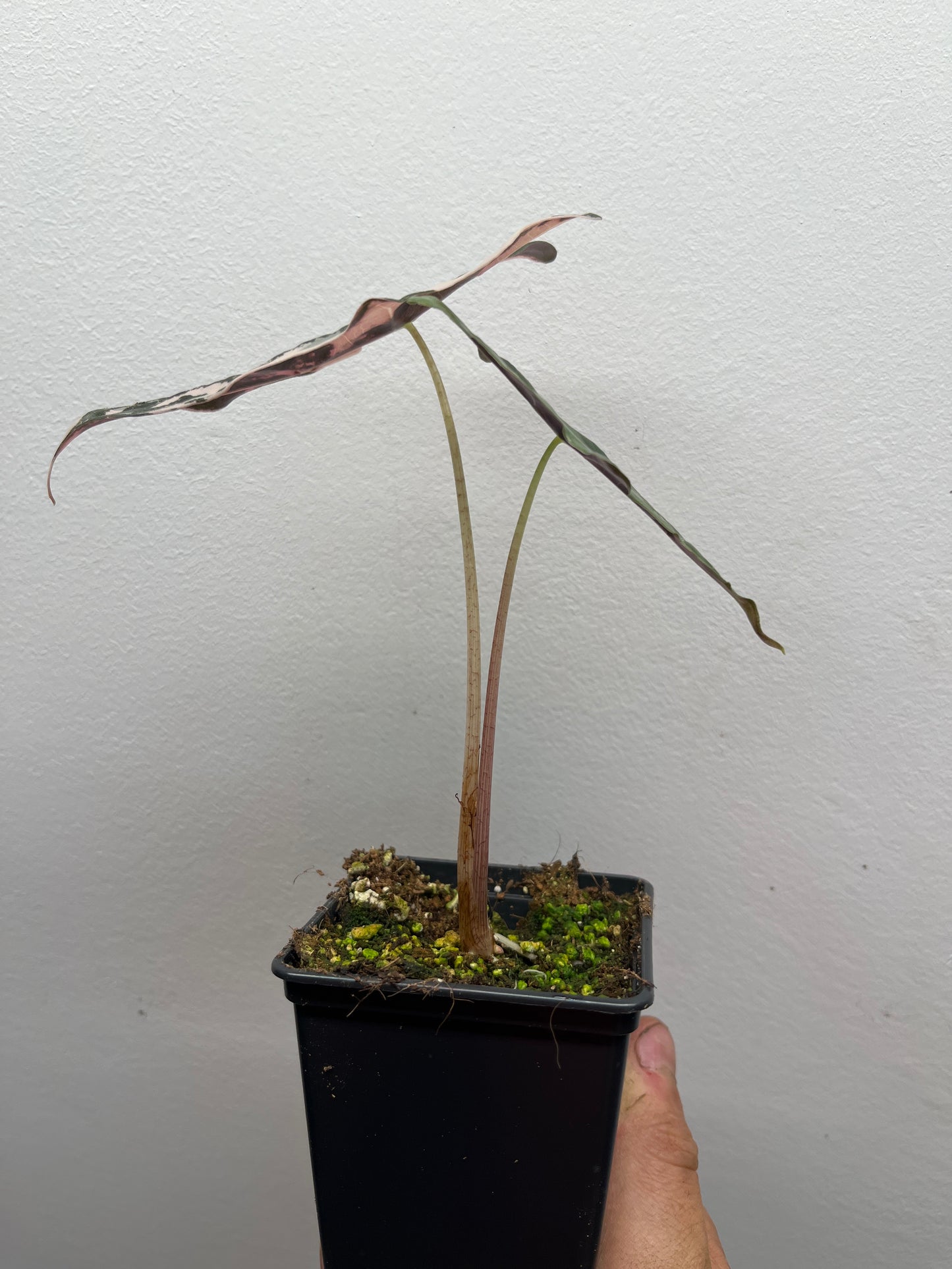 Alocasia Sanderiana 'Nobilis' Pink variegated #3