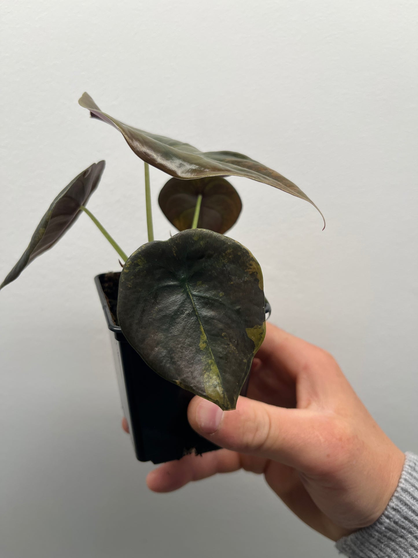 Alocasia Cuprea latte gold aurea variegated #6