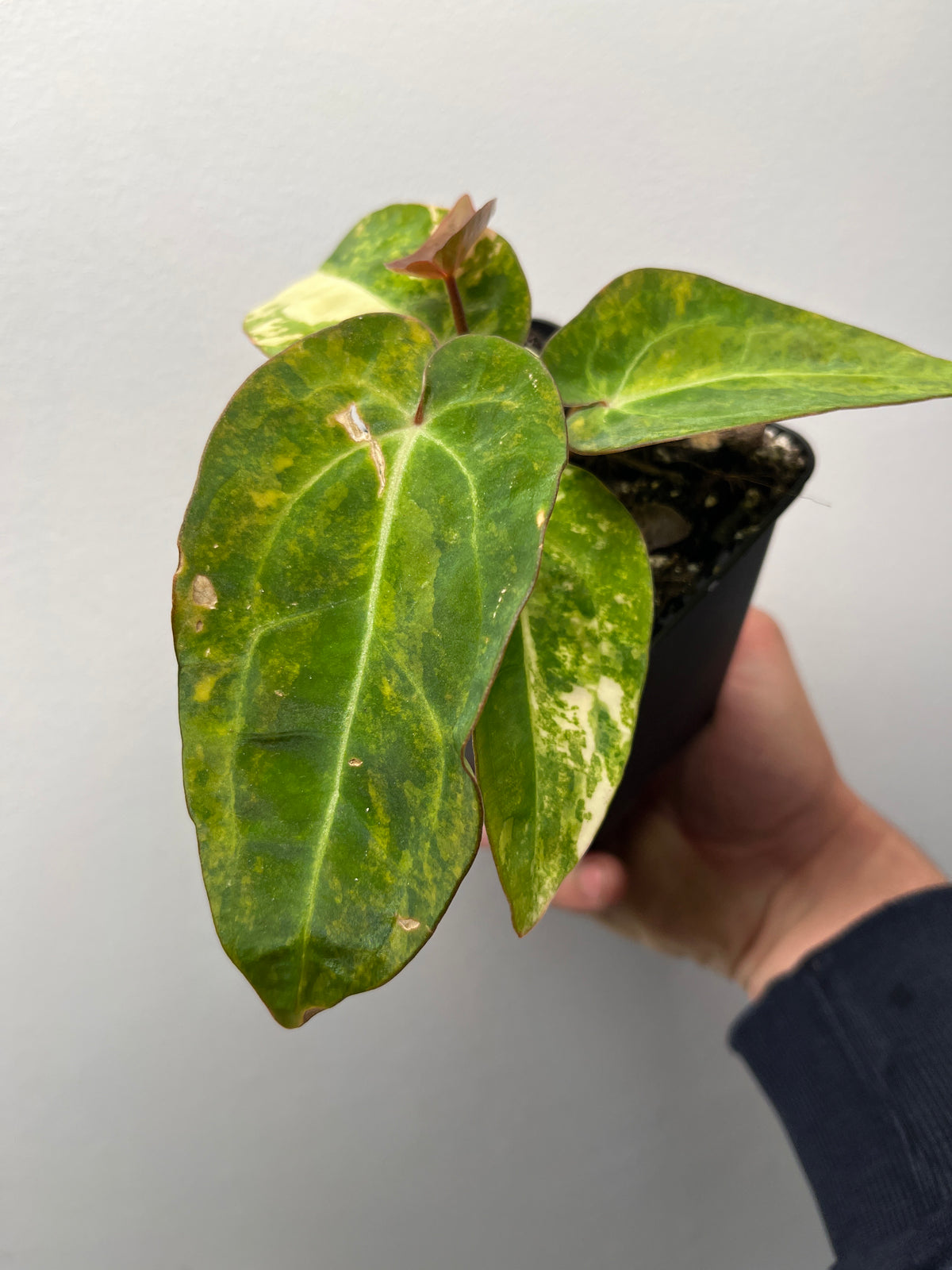 Anthurium Fwooper x Carlablackiae Variegated - Rare Hybrid Plant #2