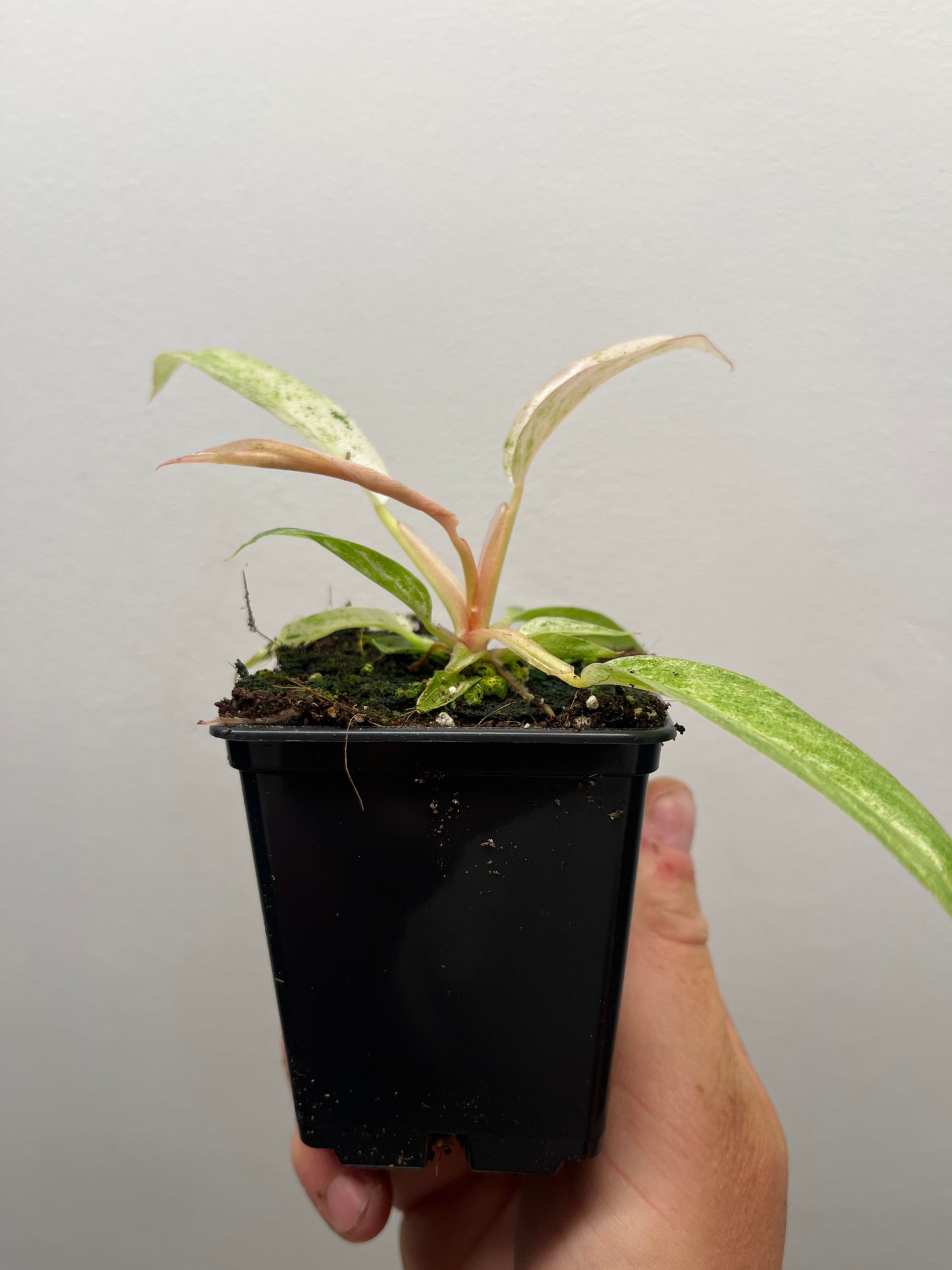 Philodendron Strawberry Caramel Marble Pink Variegated #1