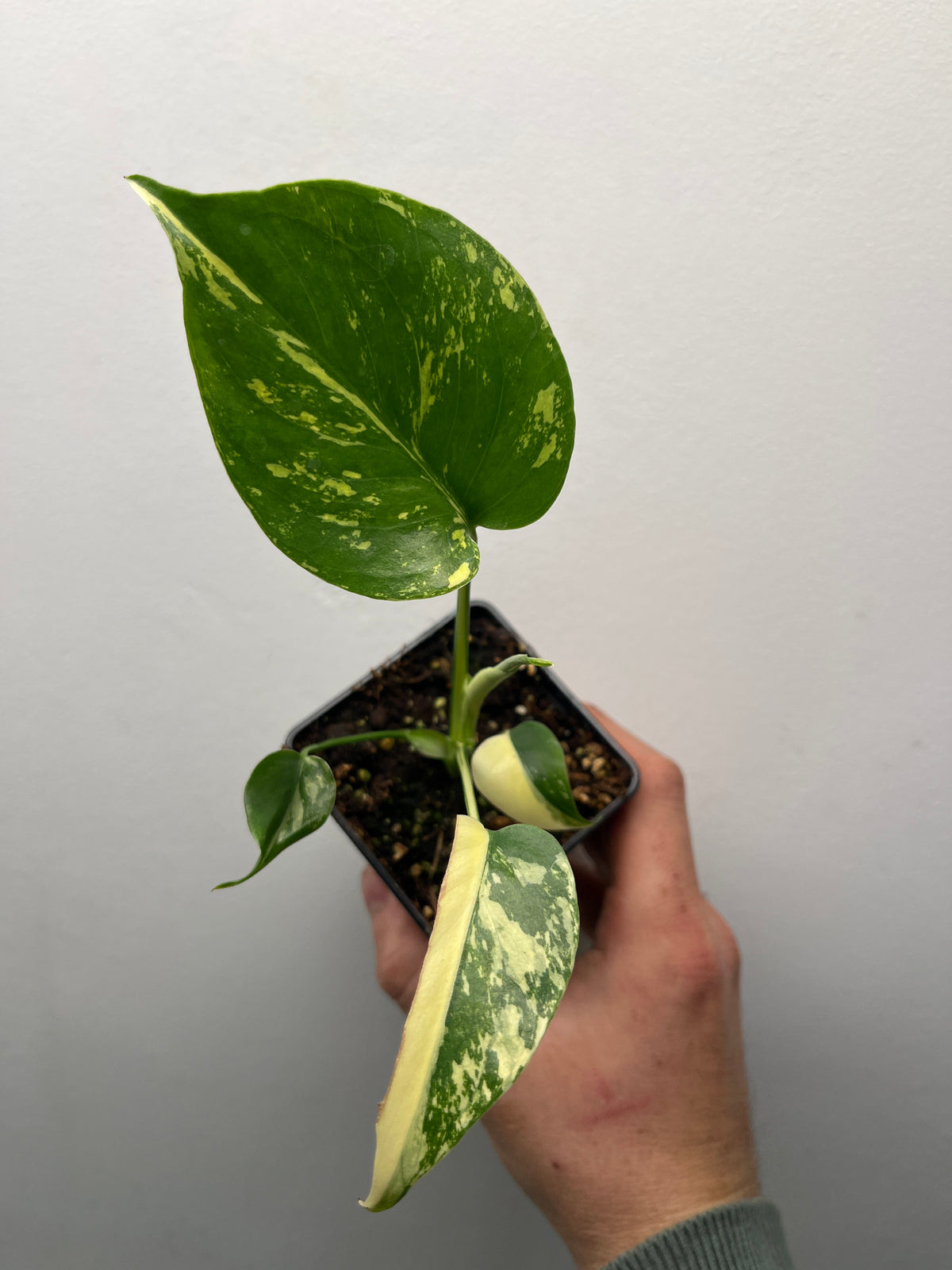 Monstera Deliciosa Lemon Pom Pom - Rare Variegated Monstera