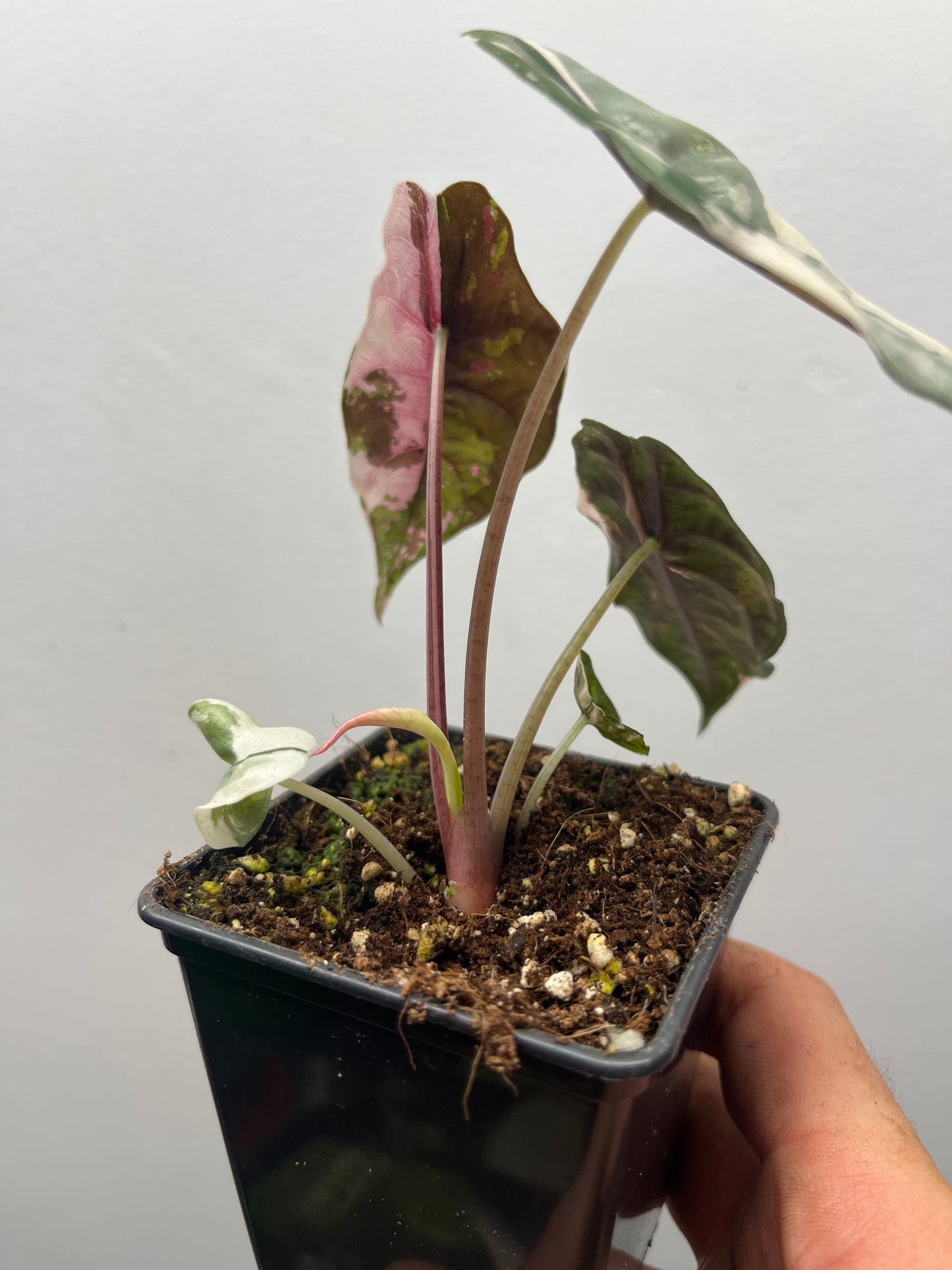 Alocasia Chantrieri pink variegated #2