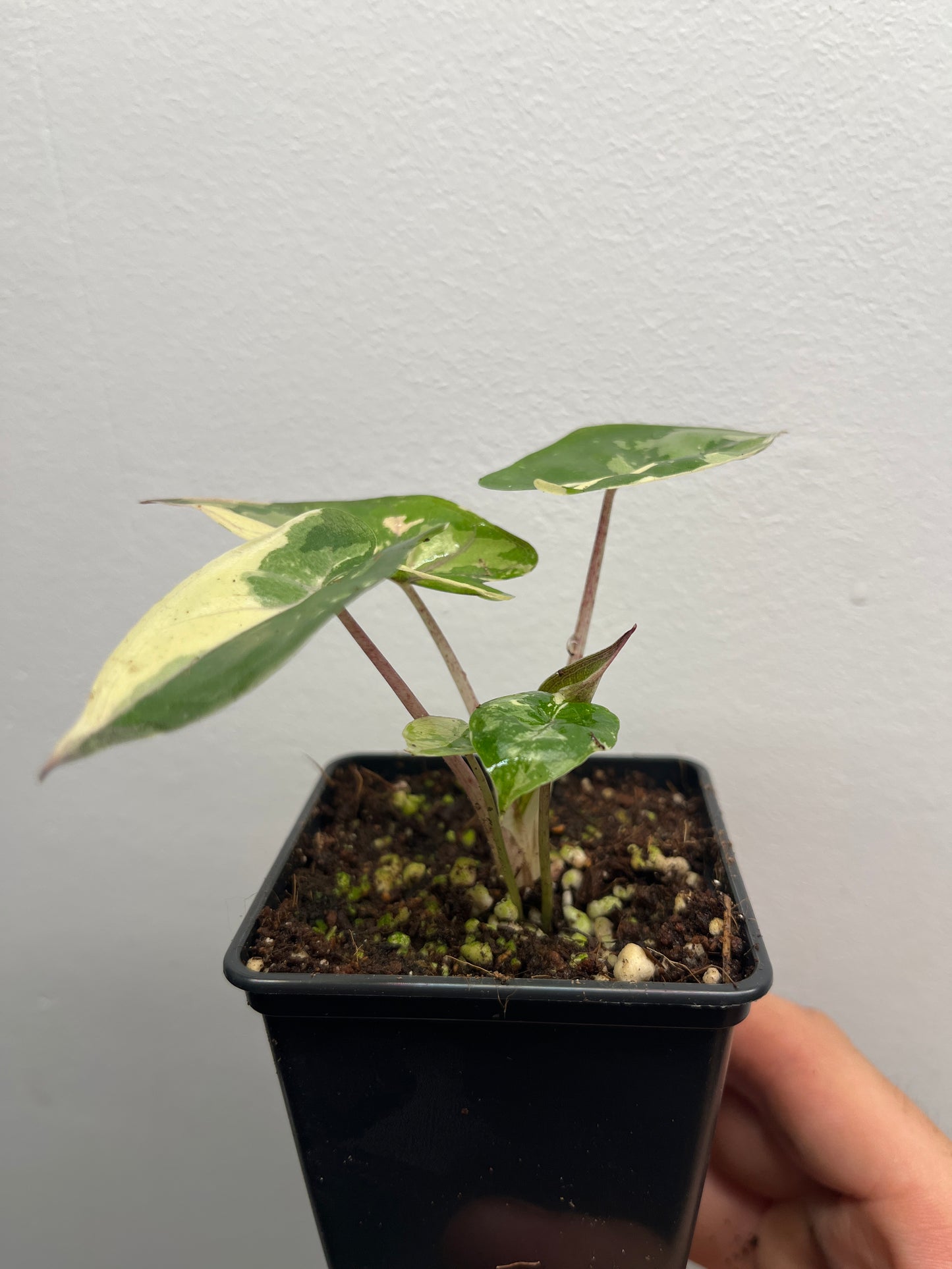 Alocasia Yucatan Princess Albo / Pink #2