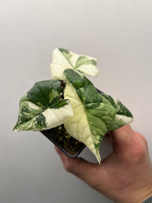 Alocasia Melo Albo Variegated - Rare Variegated Aroid