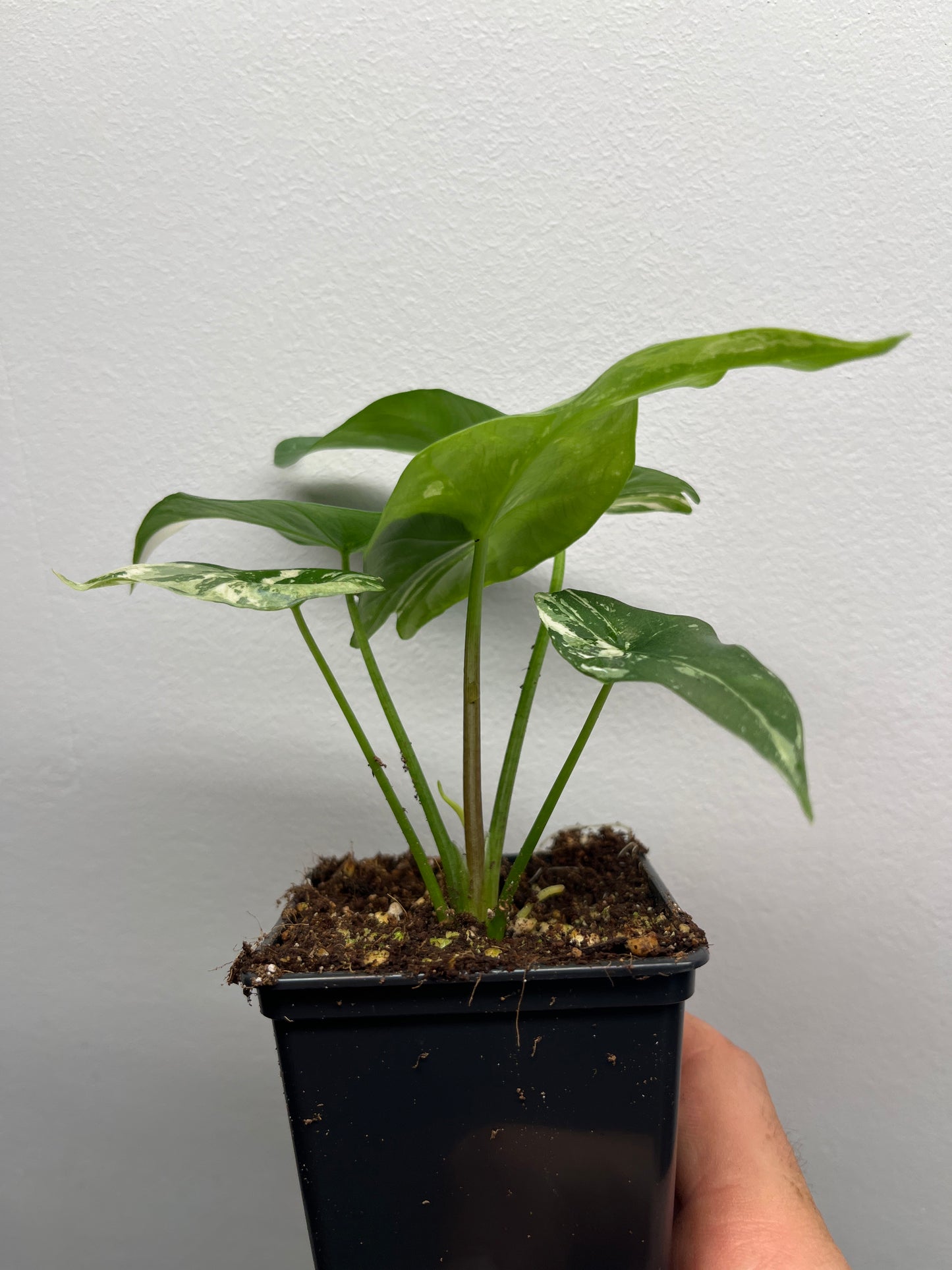 Alocasia Simpo albo variegated #2