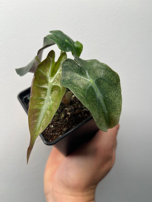 Alocasia Venom Pink/Albo Variegated - Rare Aroid #3