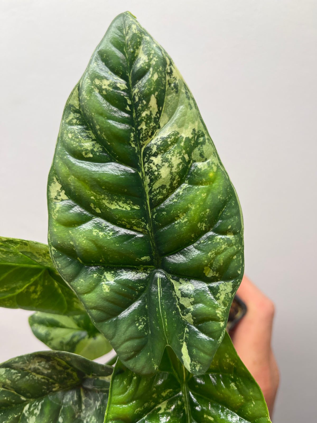 Alocasia Sinuata Albo Variegated - Rare Variegated Aroid #1