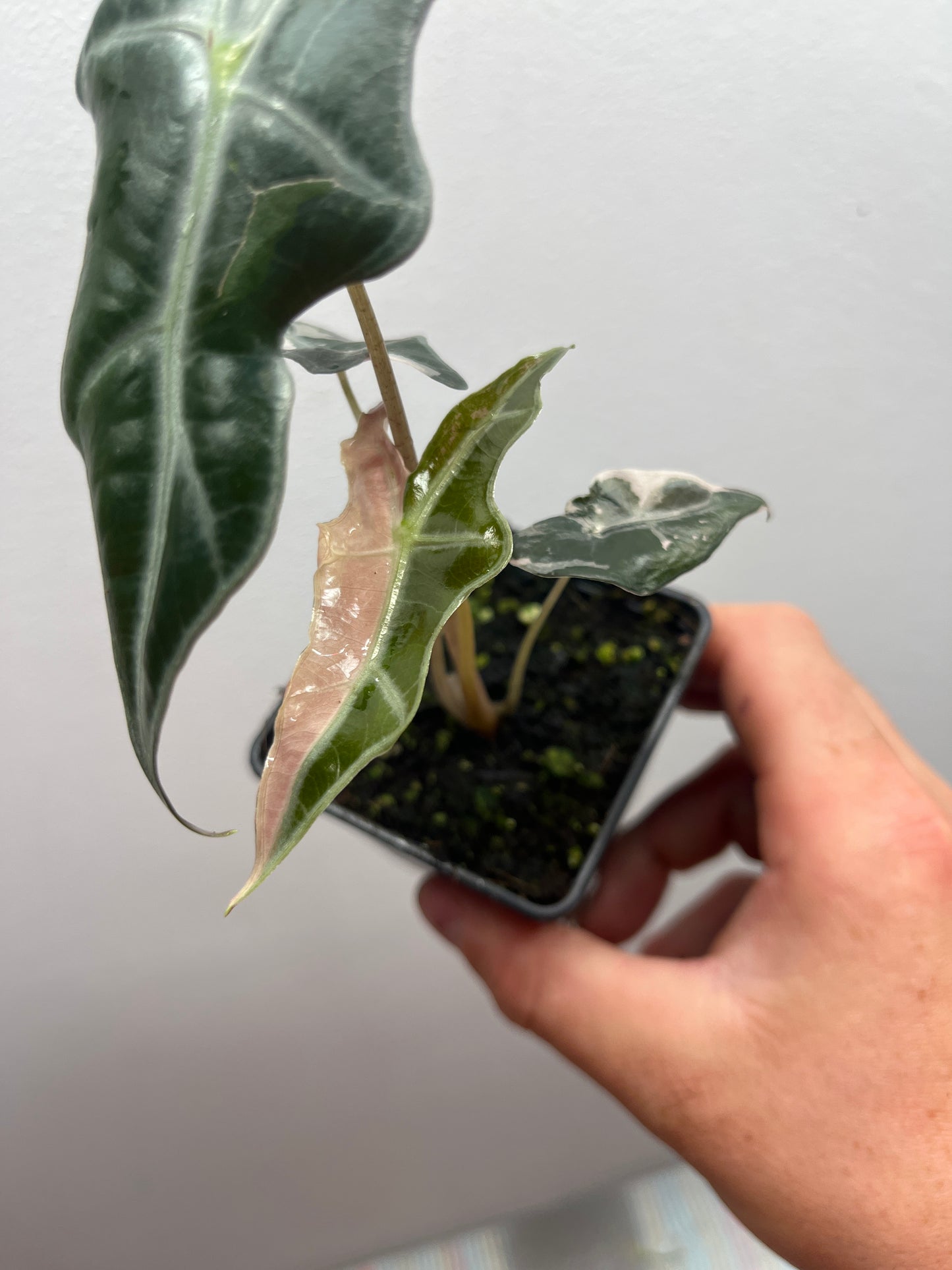 Alocasia Sanderiana 'Nobilis' Pink variegated #2