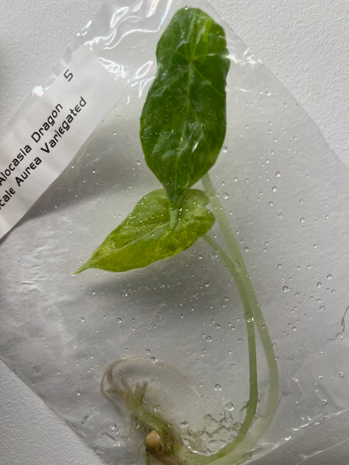 Alocasia Dragon Scale Aurea Variegated - Rare TC Plant