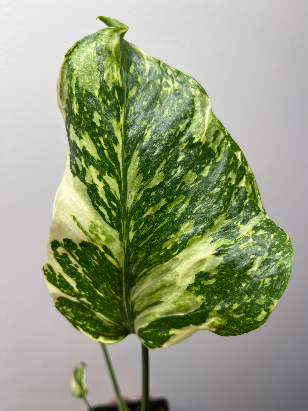 Monstera Deliciosa Electrolyte - Rare Variegated Monstera #1