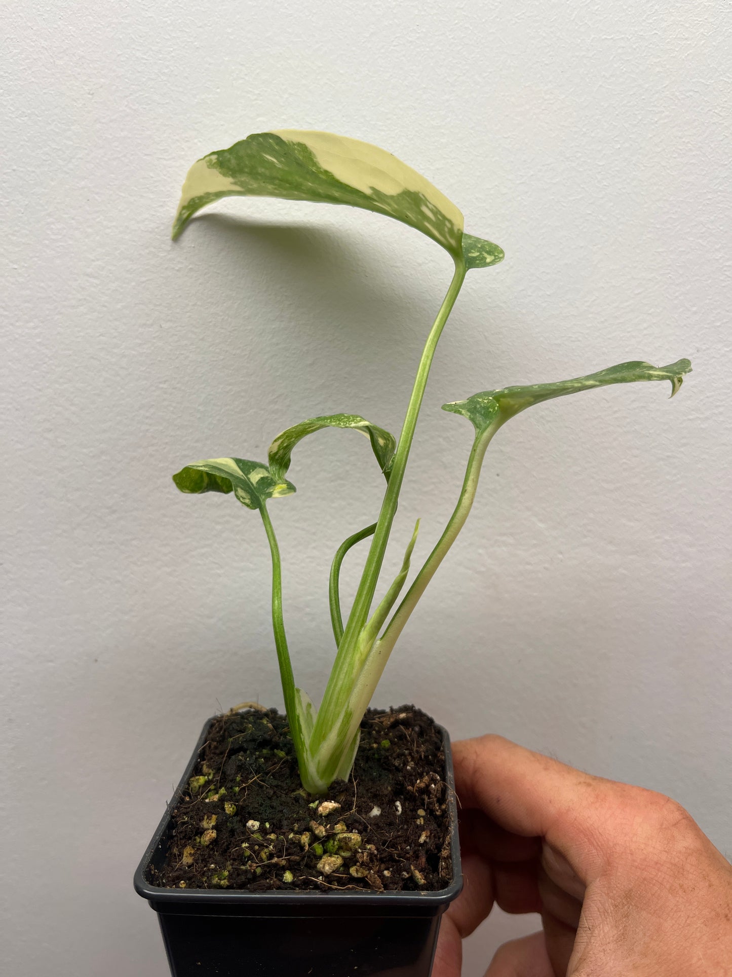 Monstera Deliciosa Starlight