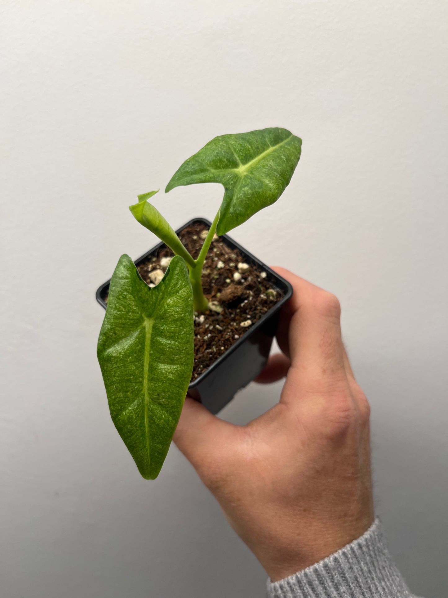 Alocasia Frydek mint #1