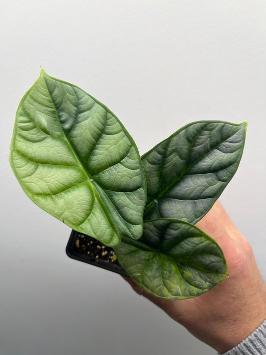 Alocasia Silver dragon aurea variegated #2