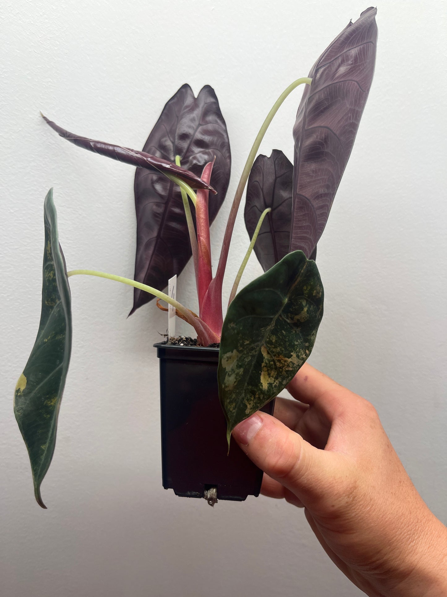 Alocasia Sedenii aurea variegated #4