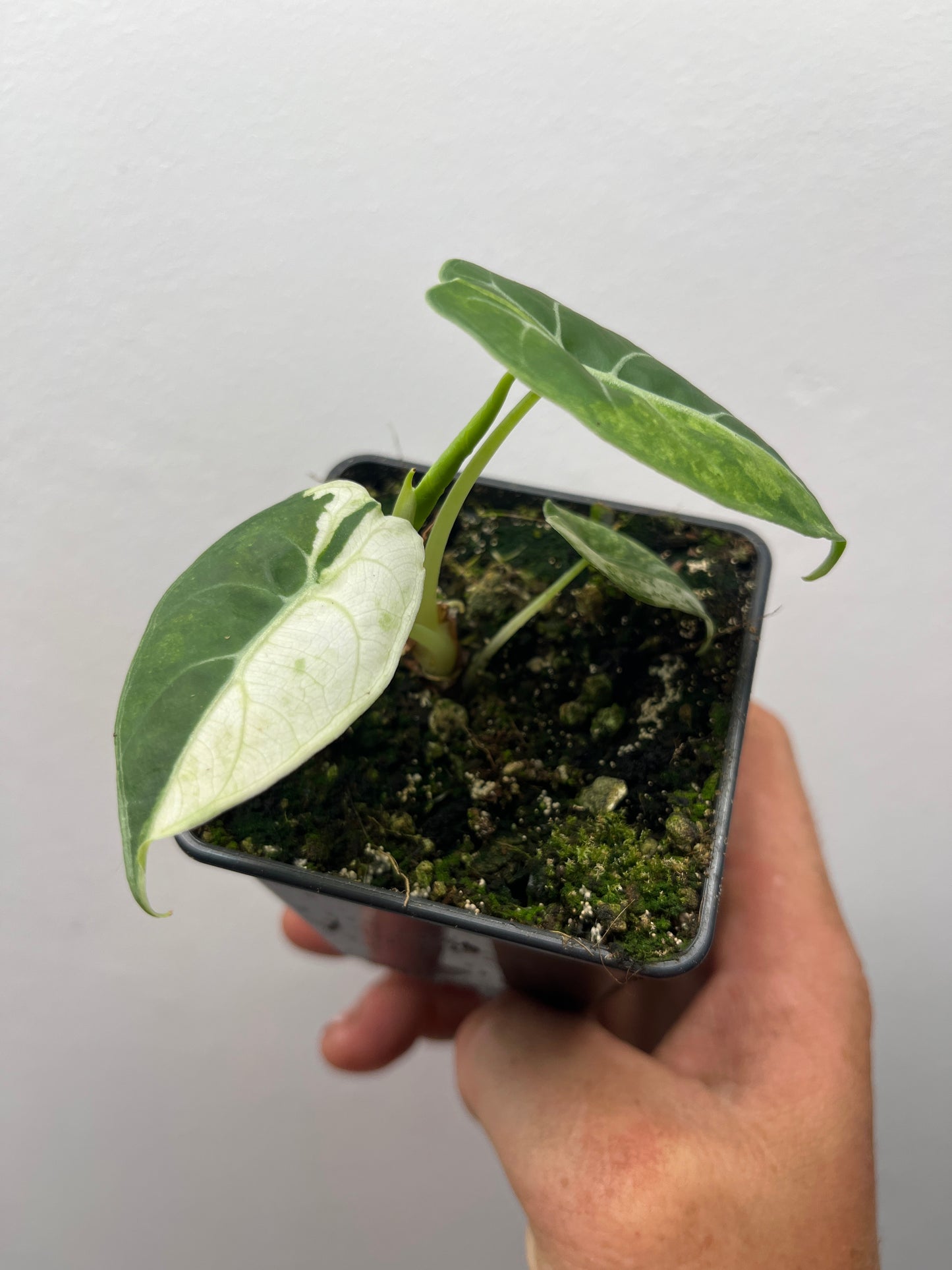 Alocasia Watsoniana albo / pink variegated #2