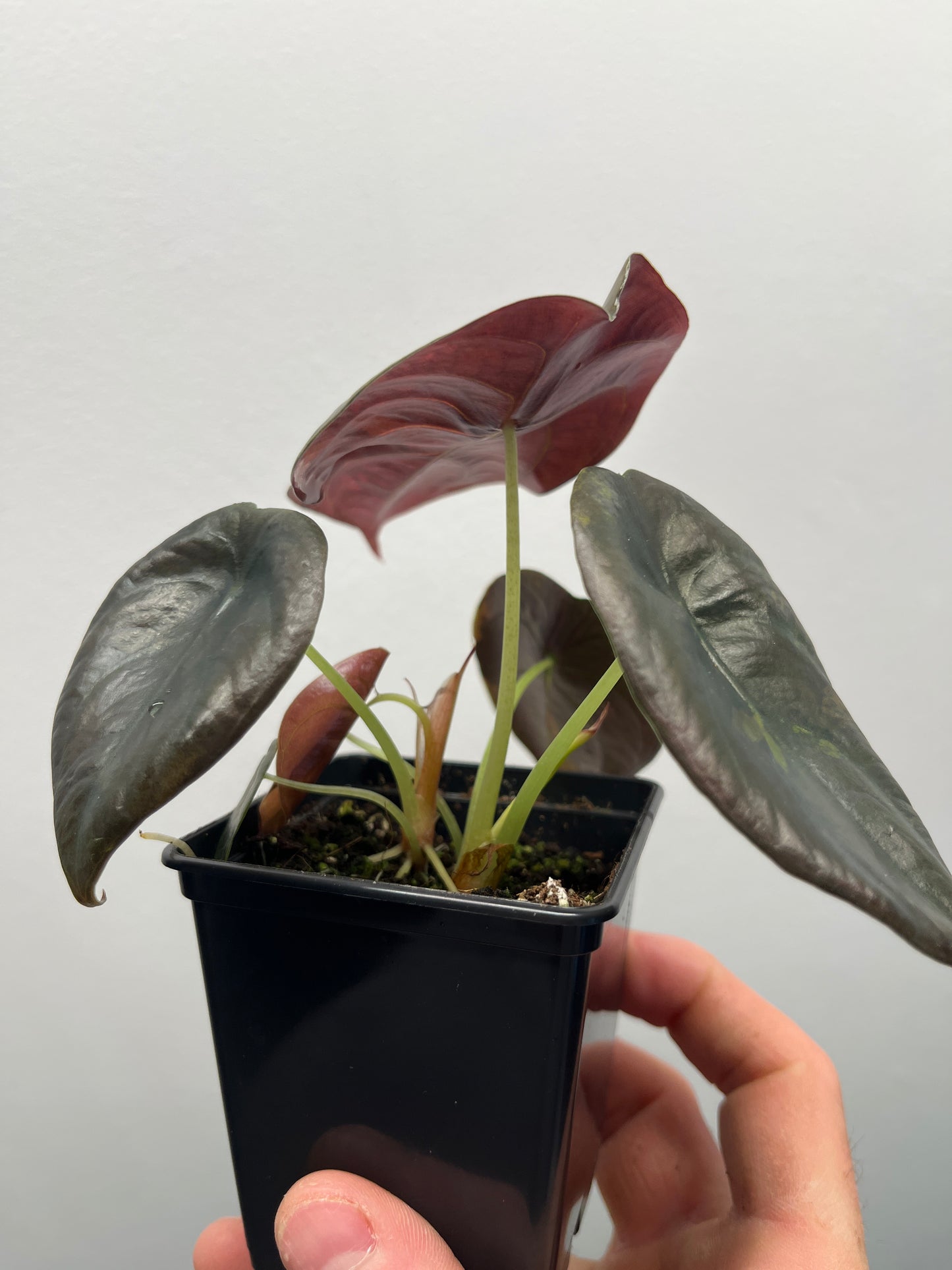 Alocasia Cuprea latte gold aurea variegated #6