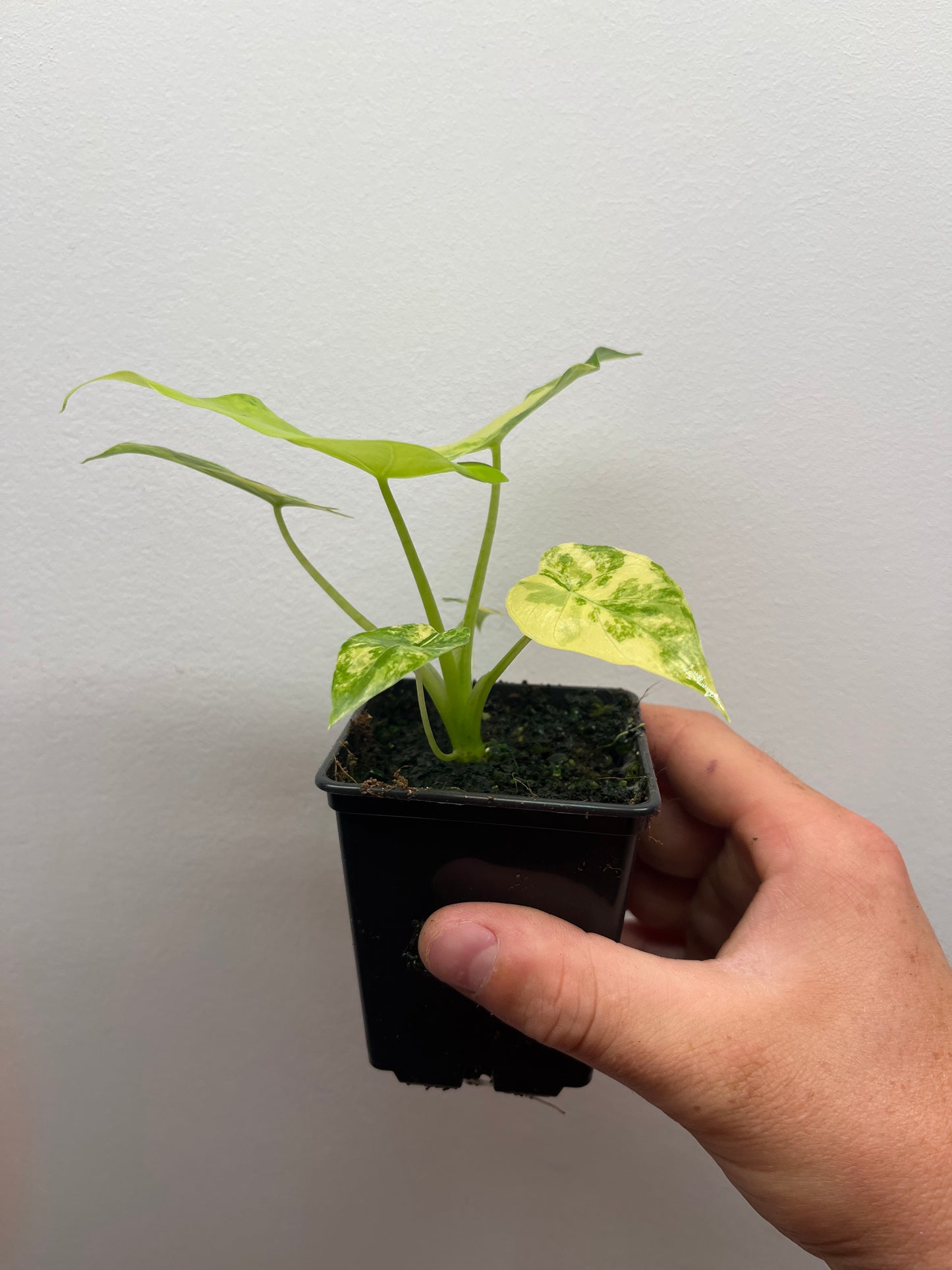 Alocasia Odora 'california' aurea
