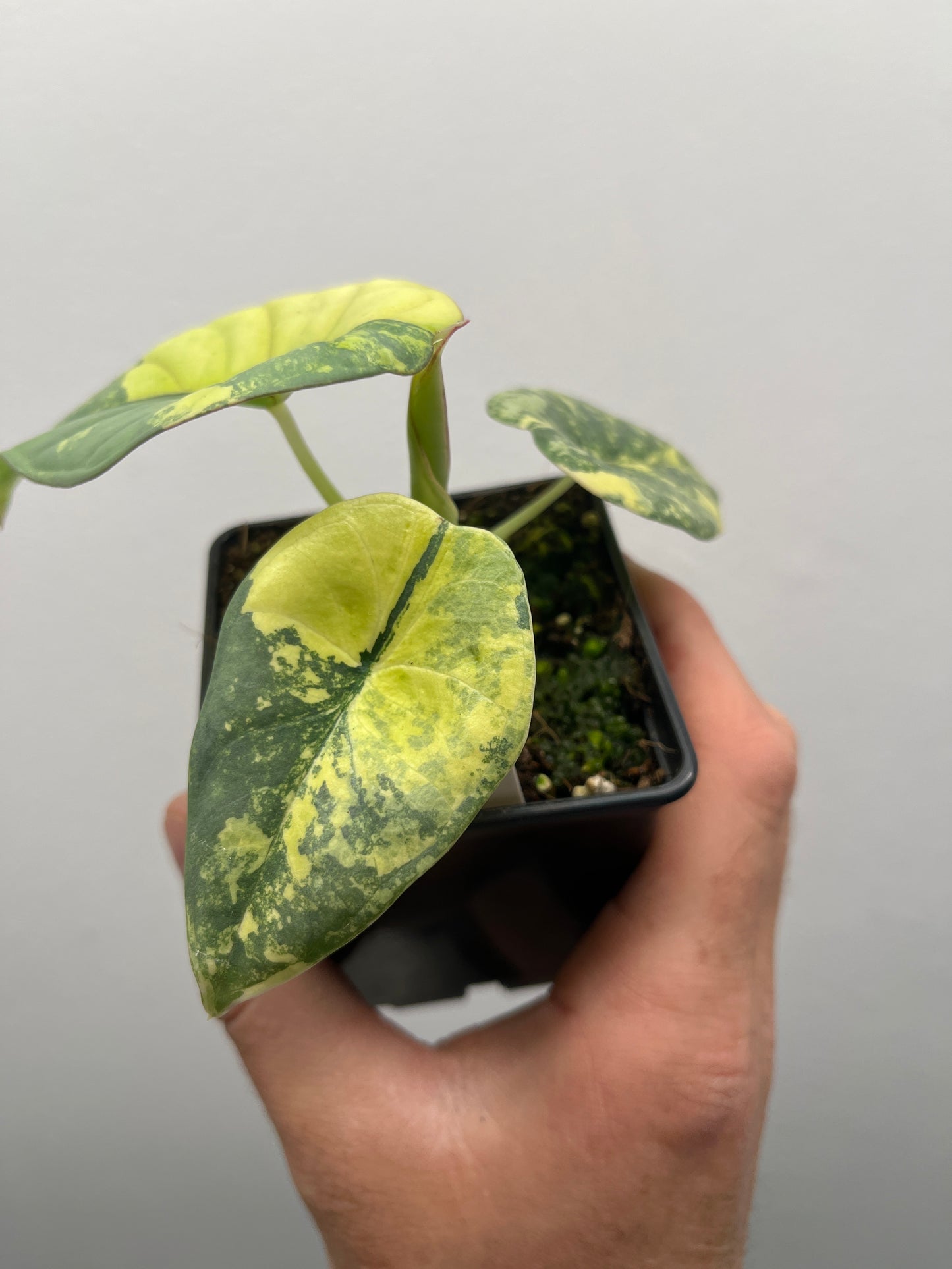 Alocasia Nebula aurea variegated #2