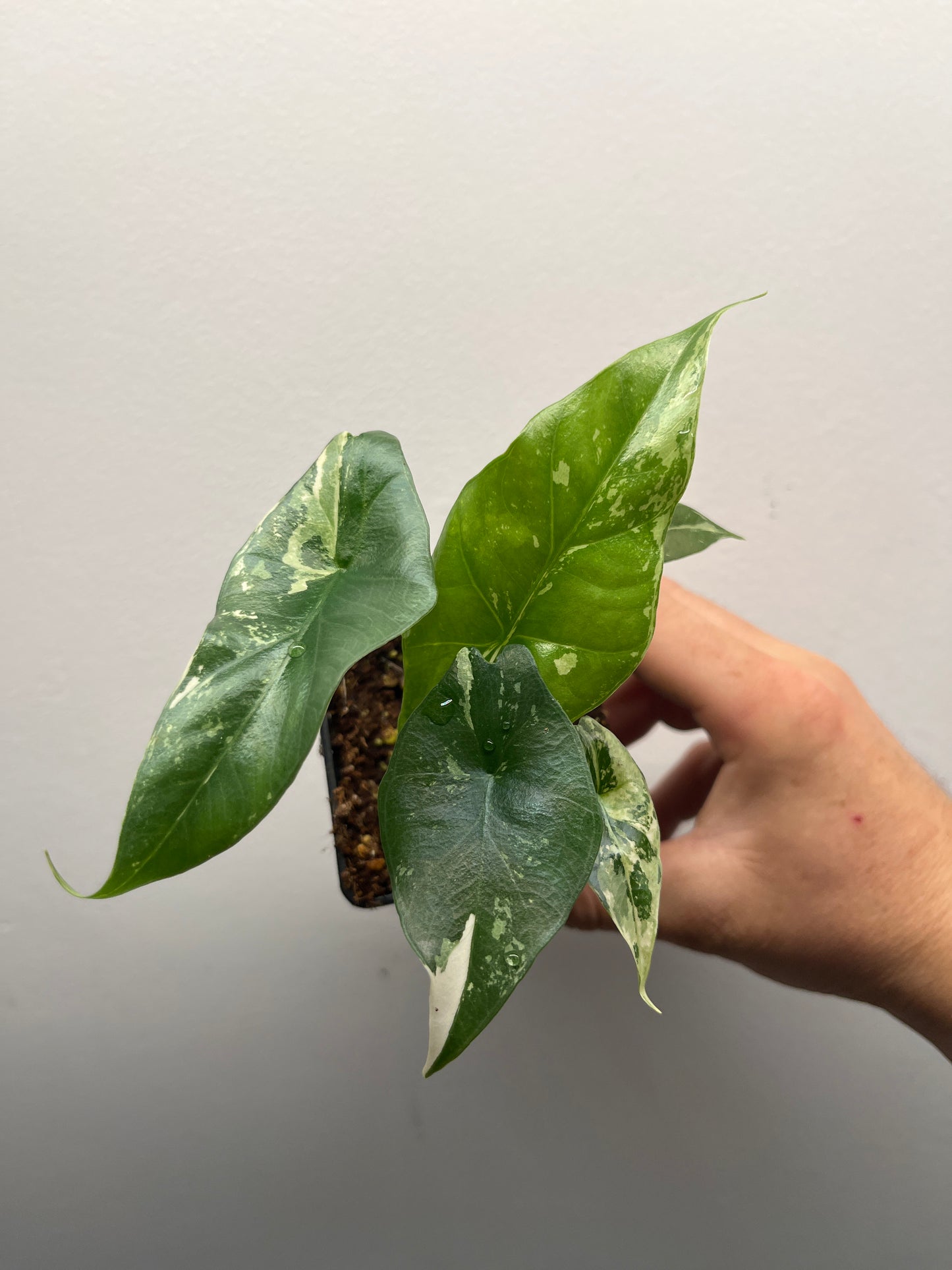 Alocasia Simpo albo variegated #2