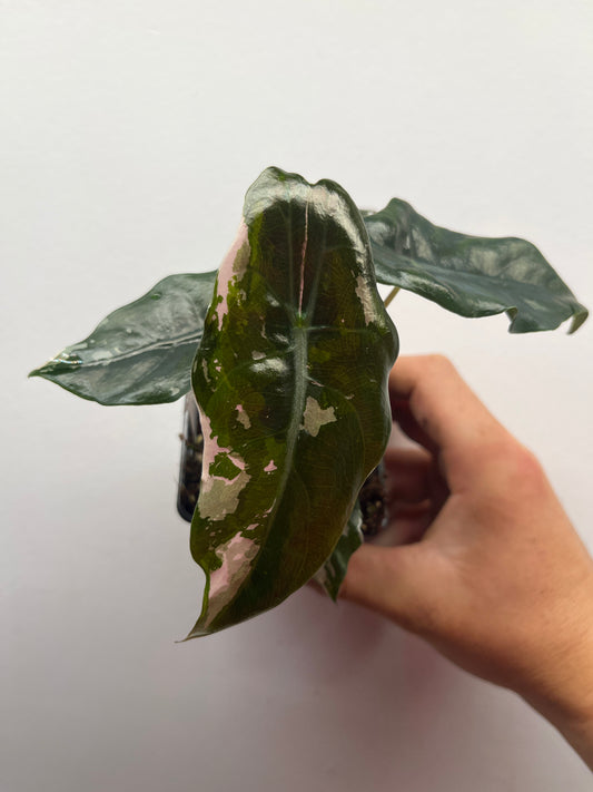 Alocasia Chantrieri pink variegated #5