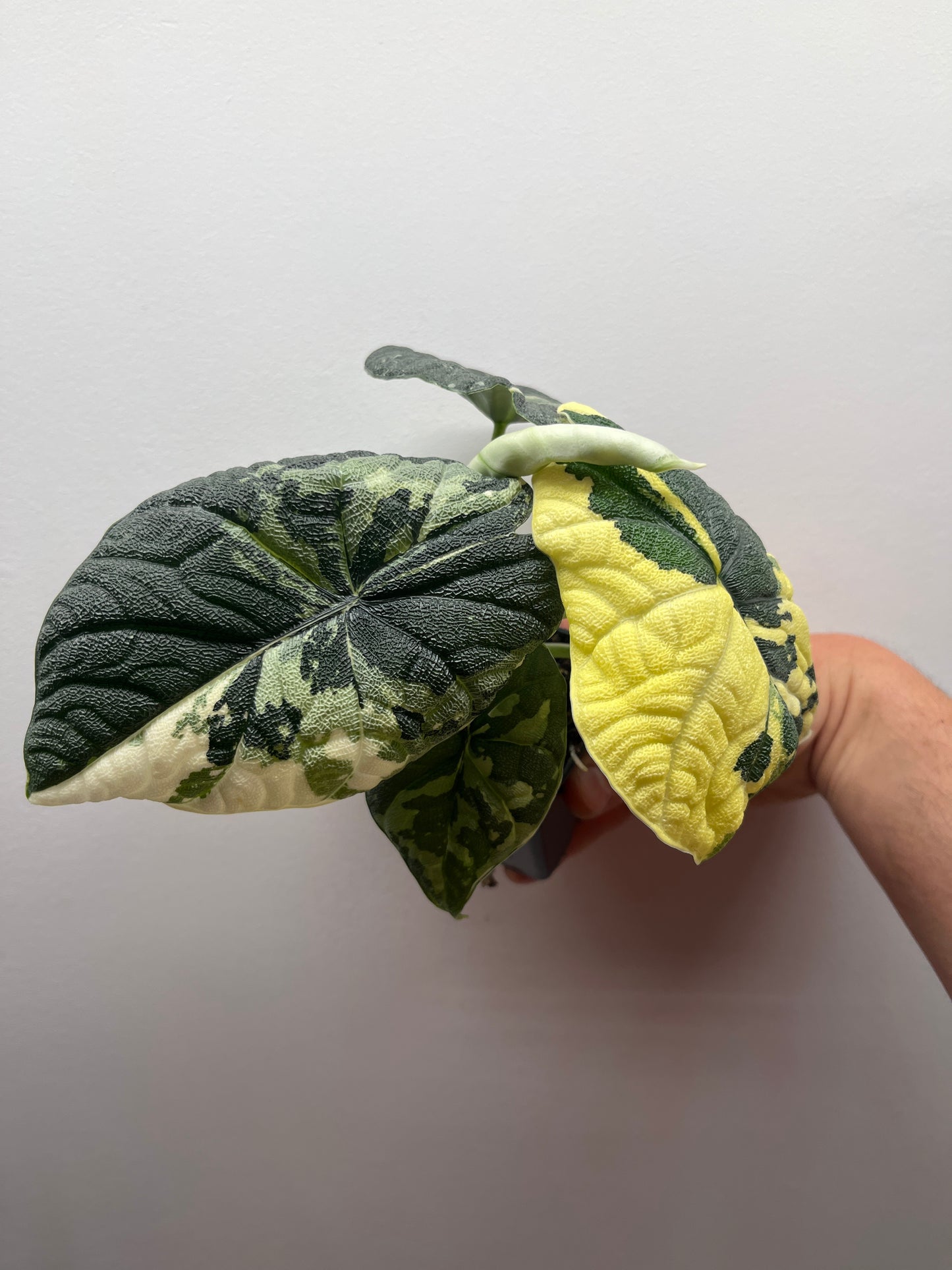 Alocasia Melo albo variegated mature plant #1