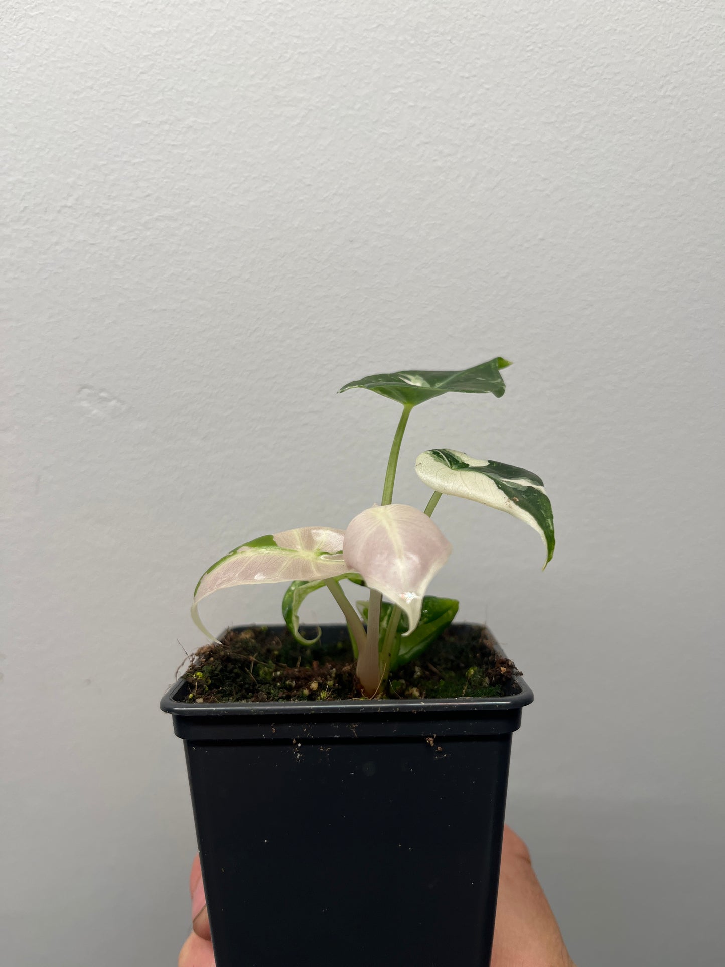 Alocasia Black Satun pink variegated #3 🦄