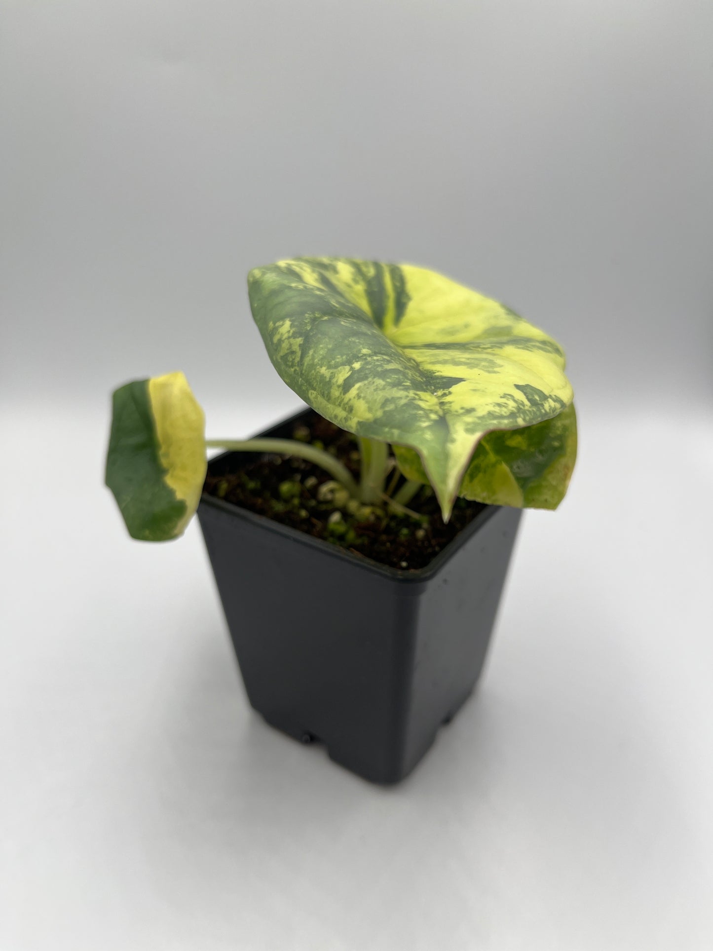 Alocasia Nebula aurea variegated #1