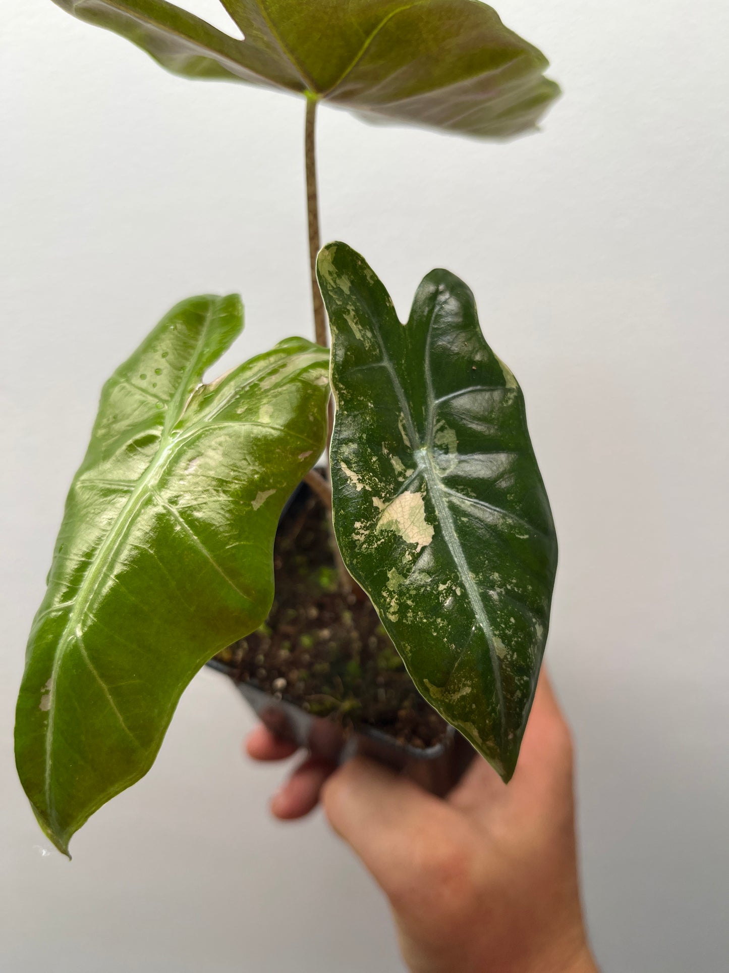 Alocasia pseudo Sanderiana pink variegated #5