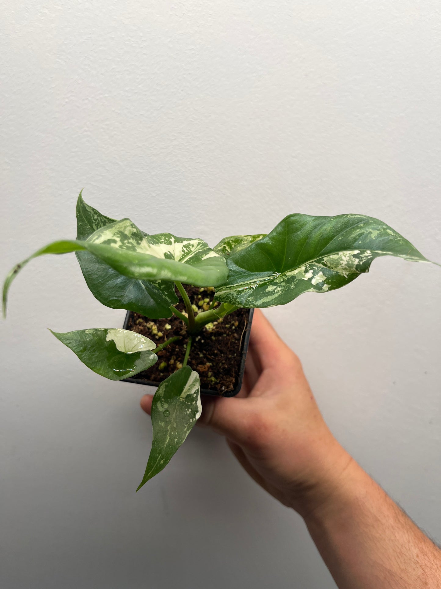 Alocasia Simpo albo variegated #1