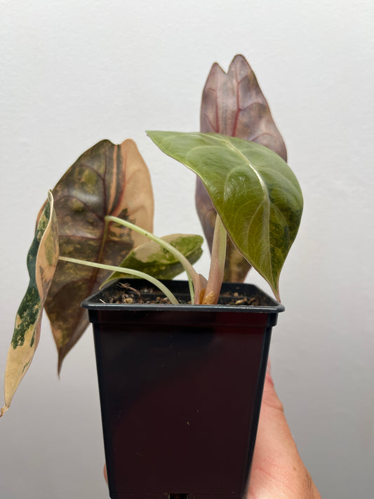Alocasia Sedenii aurea variegated #3
