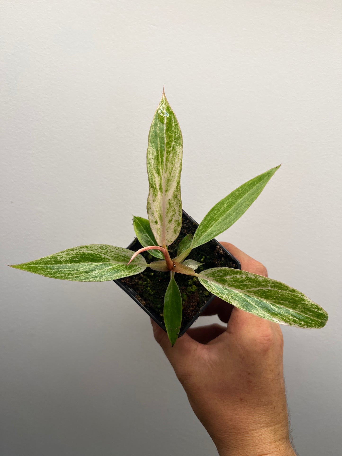 Philodendron Strawberry Caramel Marble Pink Variegated #3
