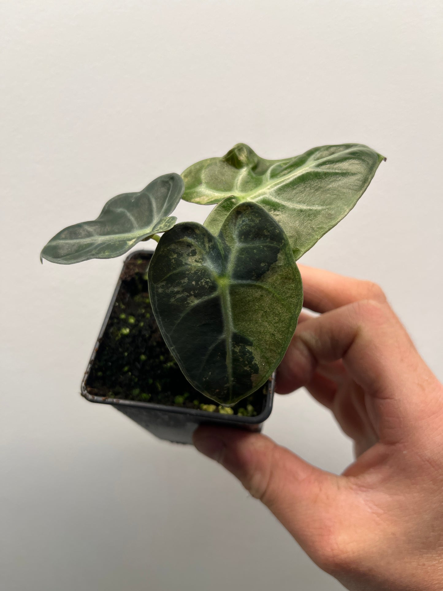 Alocasia Balloon heart variegated #3