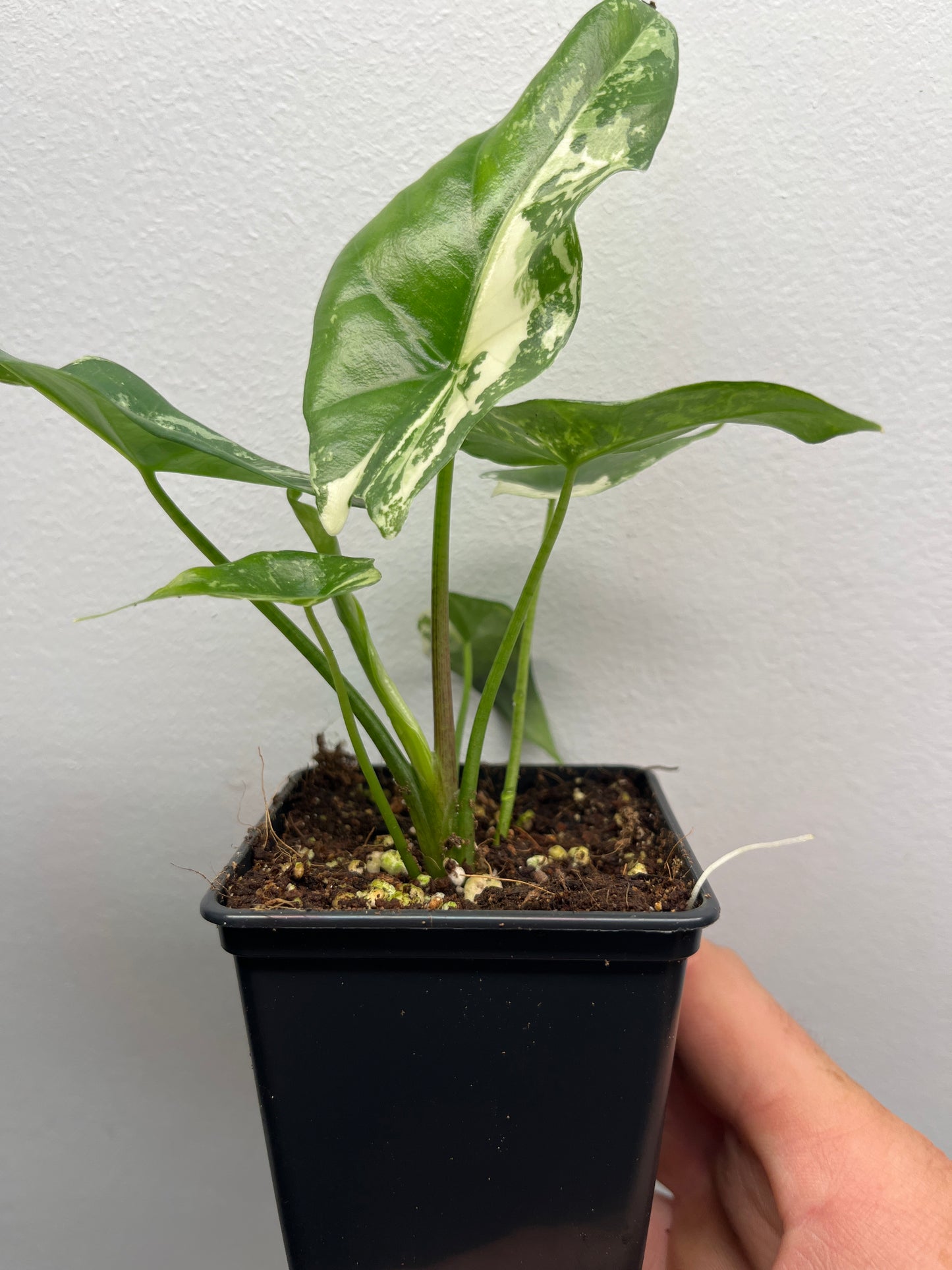Alocasia Simpo albo variegated #1