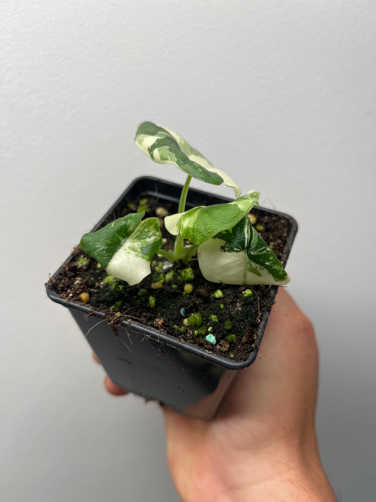 Alocasia Melo Albo Variegated - Rare Variegated Aroid