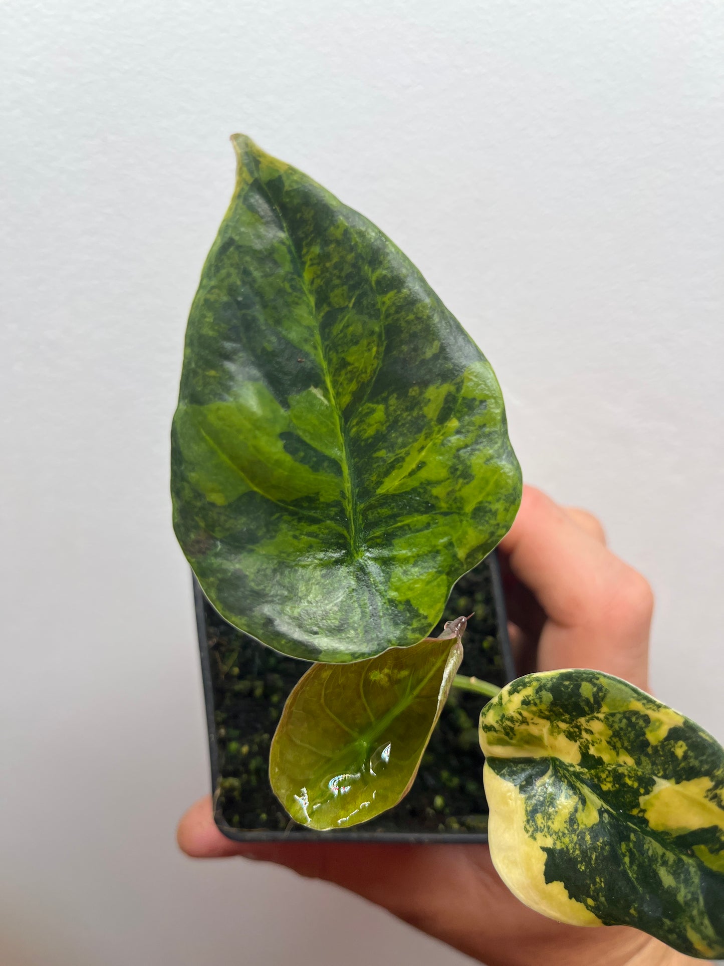 Alocasia Cuprea latte gold aurea variegated #1
