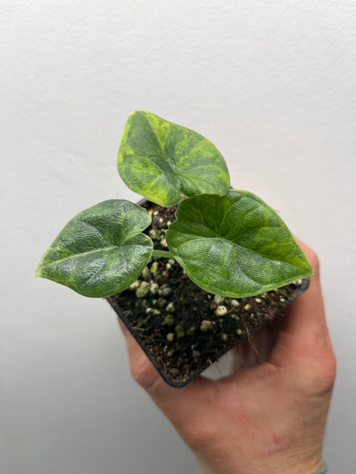 Alocasia Melo Gold Variegated - Rare Variegated Aroid