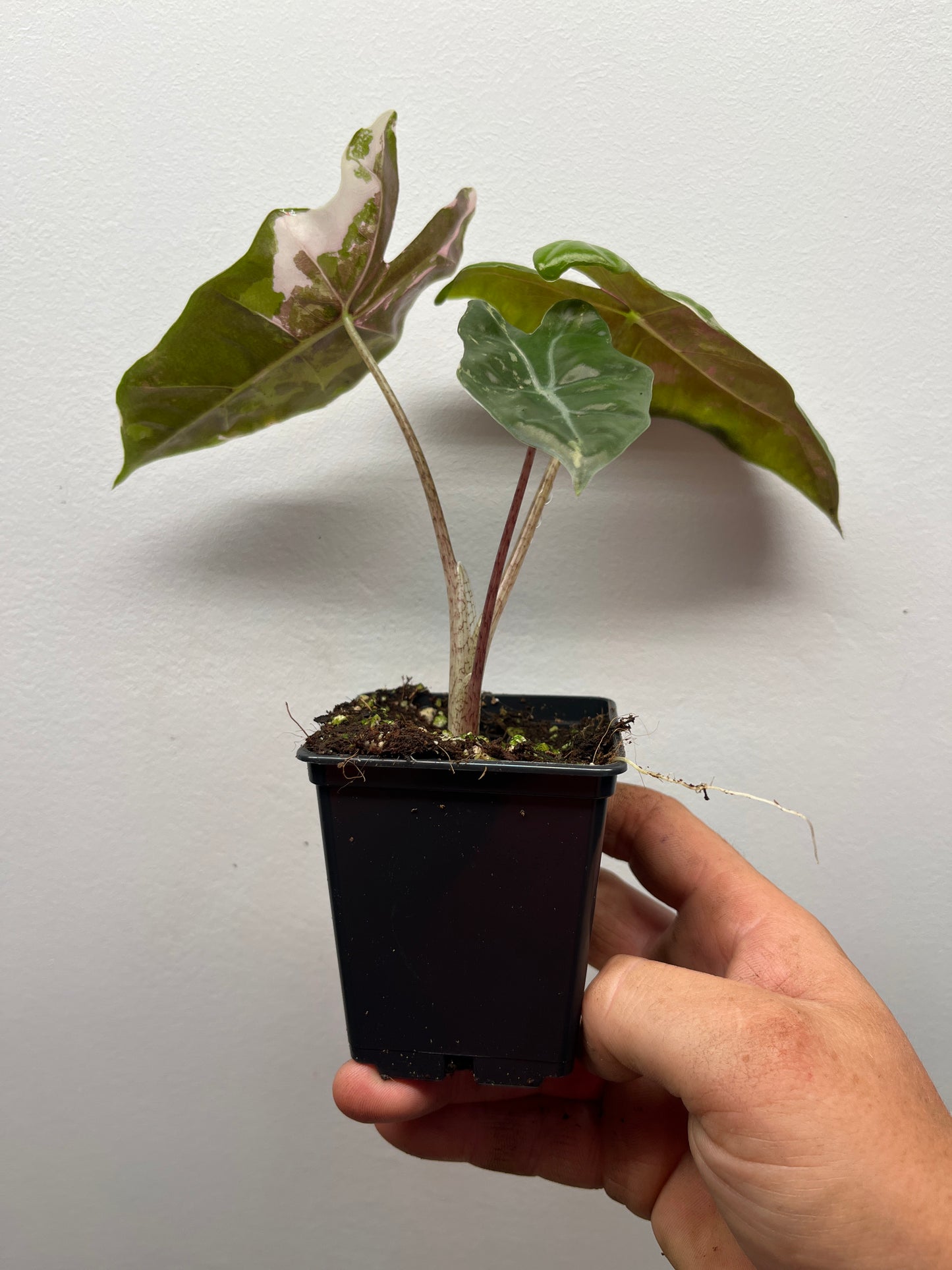 Alocasia pseudo Sanderiana pink variegated #6