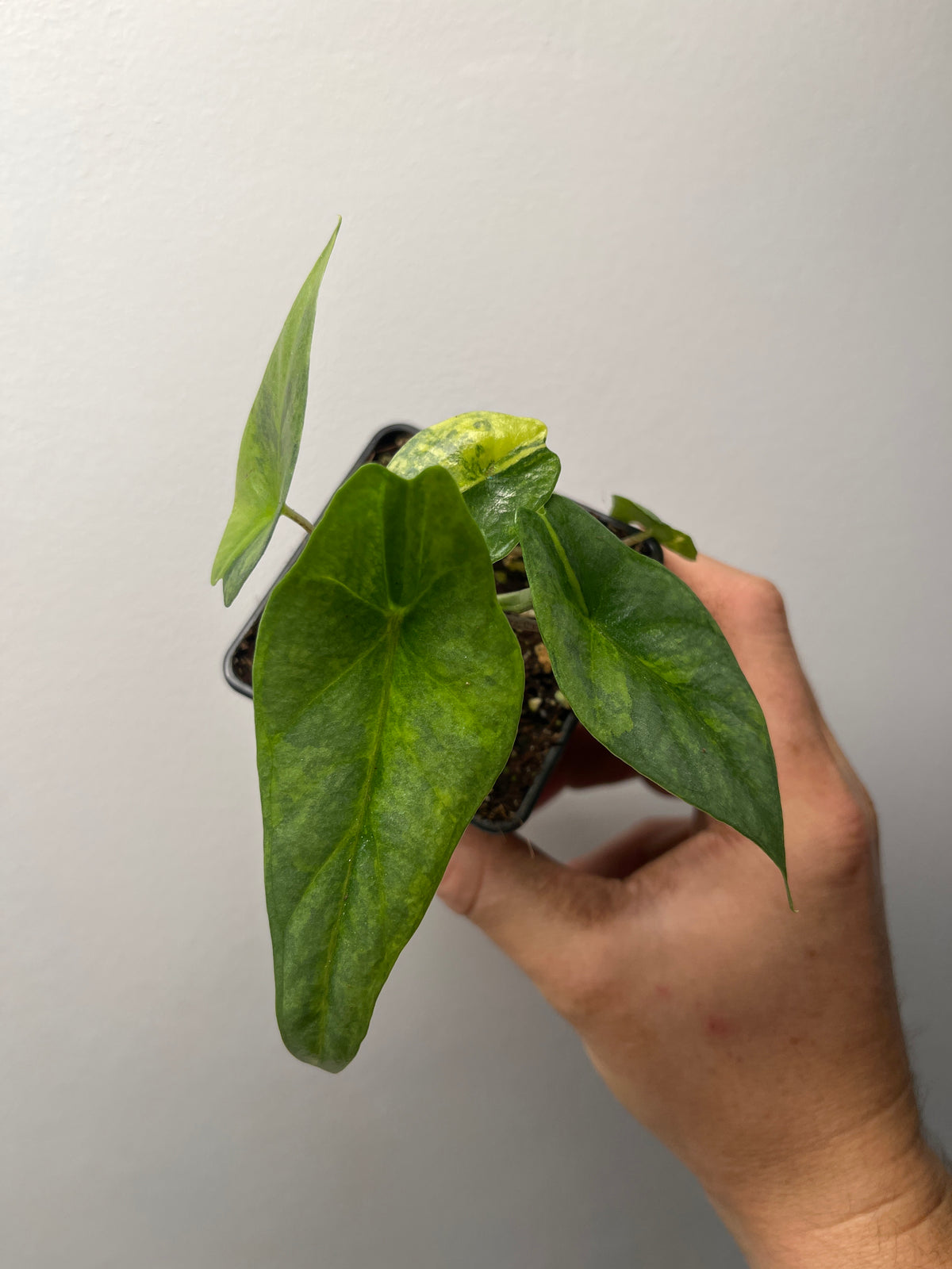 Alocasia Heterophylla 'Metallic Blue' Aurea Variegated