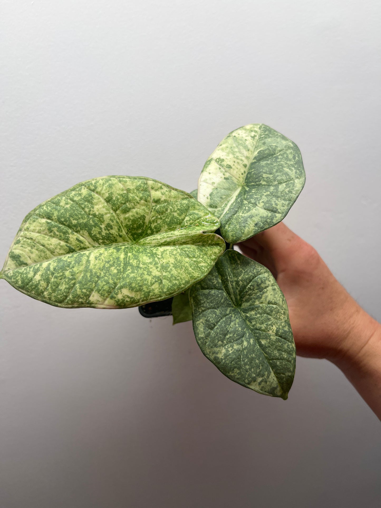 Alocasia Reginae Albo/Mint variegated #2