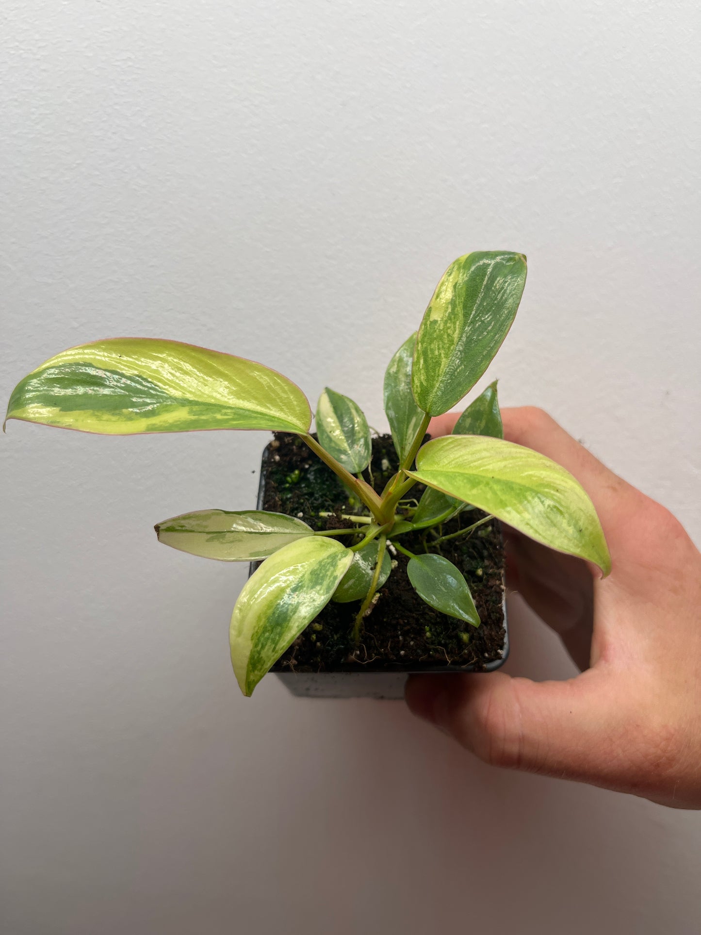 Philodendron Atabapoense Pink Variegated #1