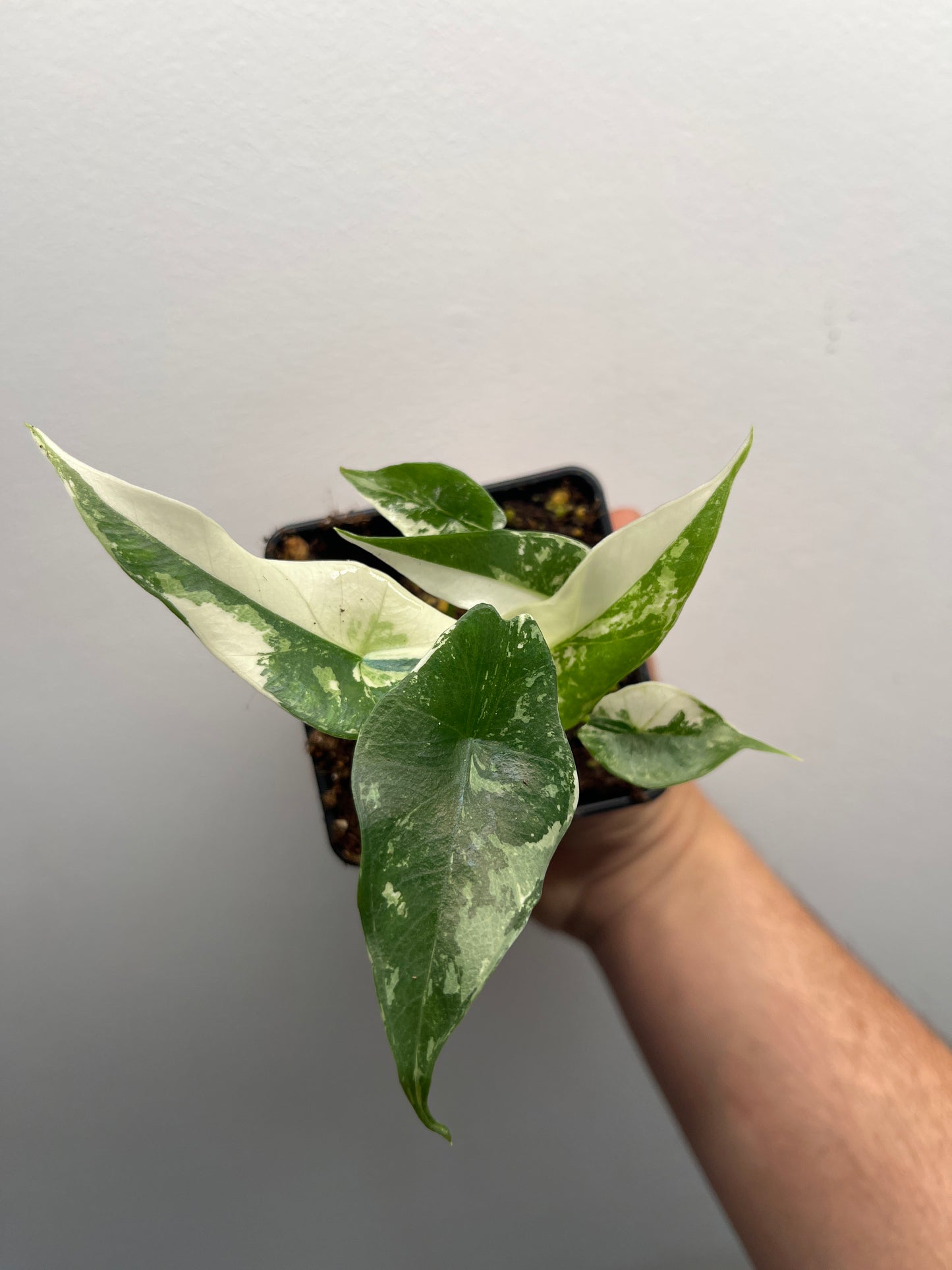 Alocasia Simpo albo variegated #3